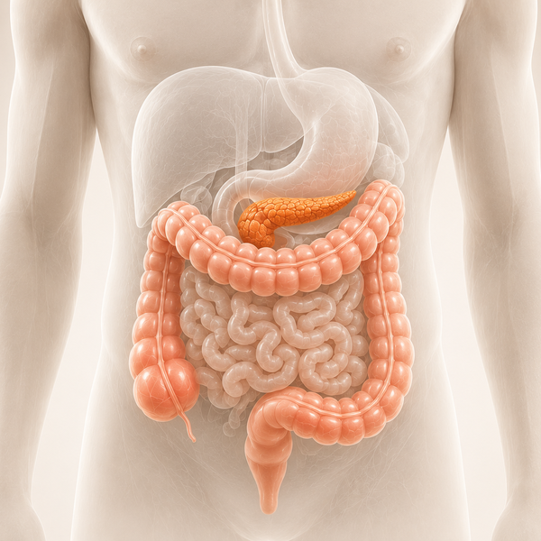 Grafische Darstellung des Darms und der Bauch&shy;speichel&shy;drüse