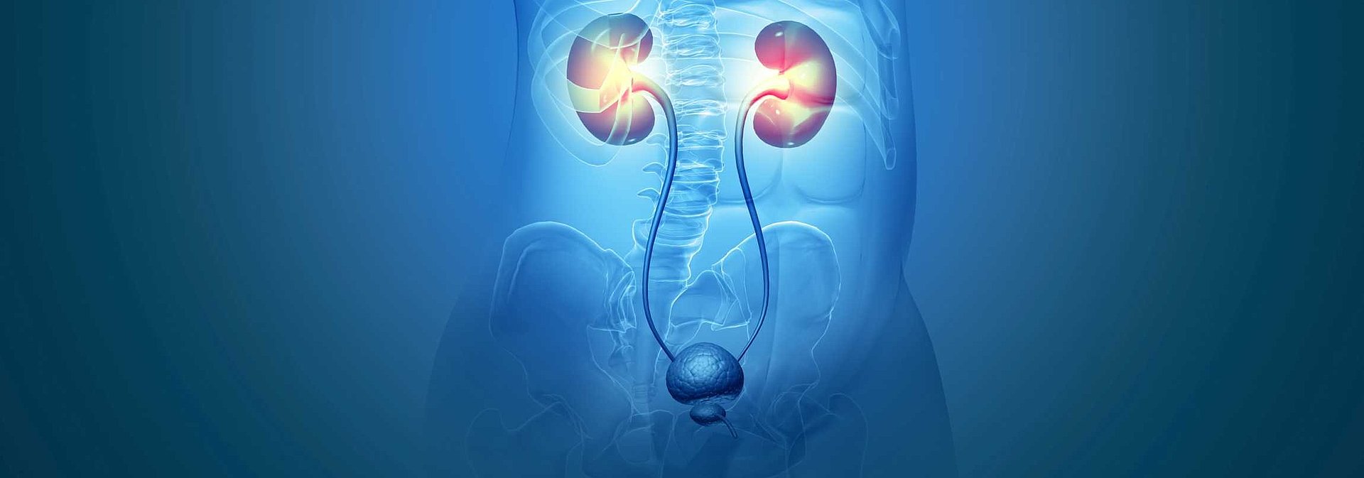 schematischer Querschnitt eines Menschen mit Hervorhebung urologischer Organe